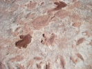 PICTURES/Dinosaur Tracks/t_Tracks2.jpg